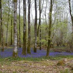 Bluebells in Mullaghmeen Forest